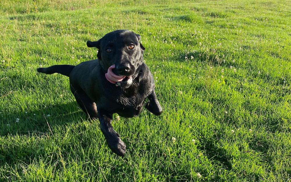 Teddy the black labarador