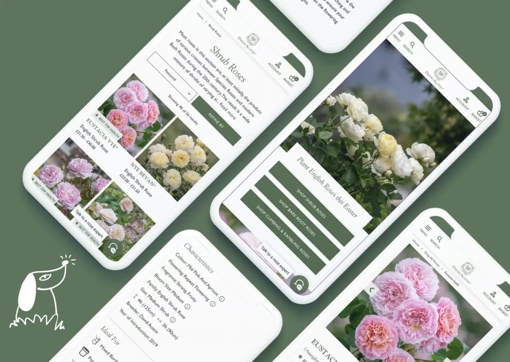 David Austin Roses site on mobile viewport